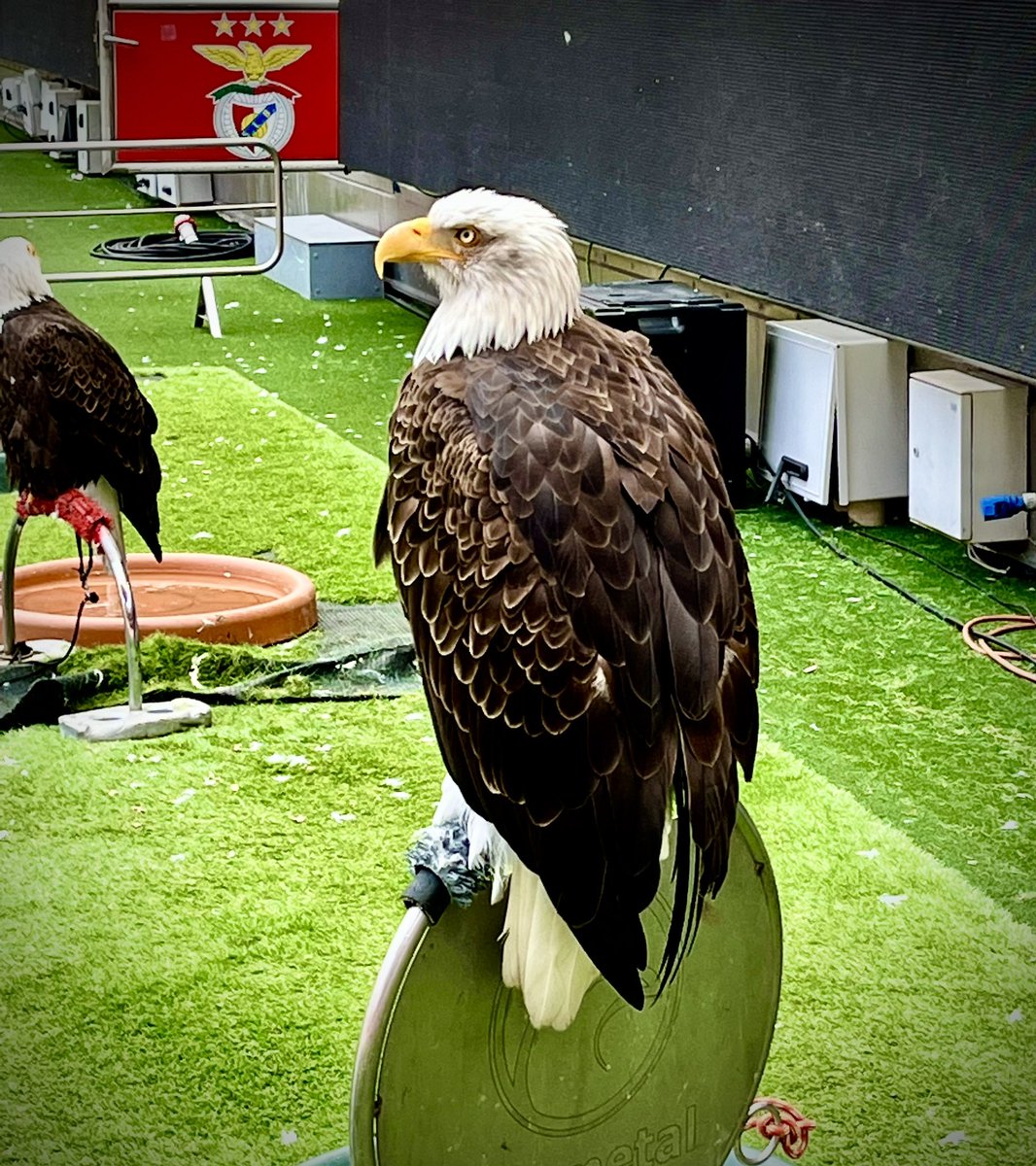 Un superbe stade 🏟️
Un grand club @slbenfica 🔴⚪️
Un pays magnifique 🇵🇹

Great visit , thank you @soccernetworkllc 👏