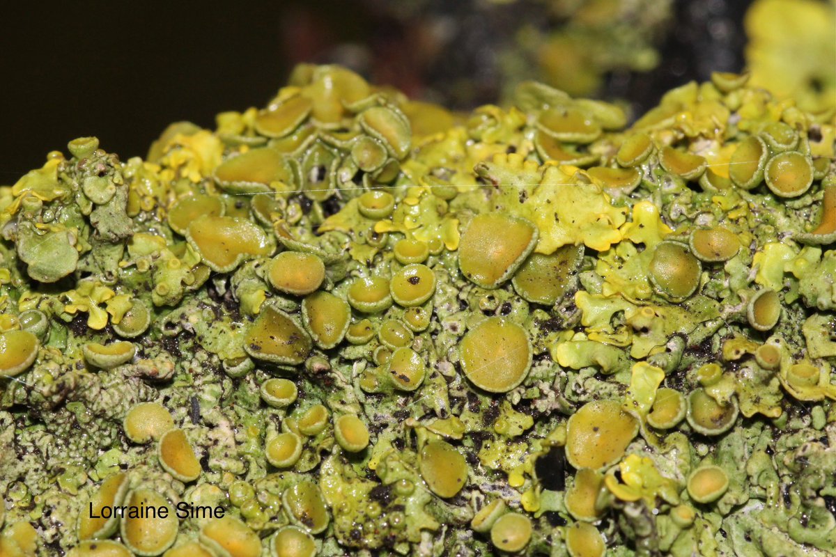 Some lichen. #NaturePhotography #TwitterNatureCommunity #lichen