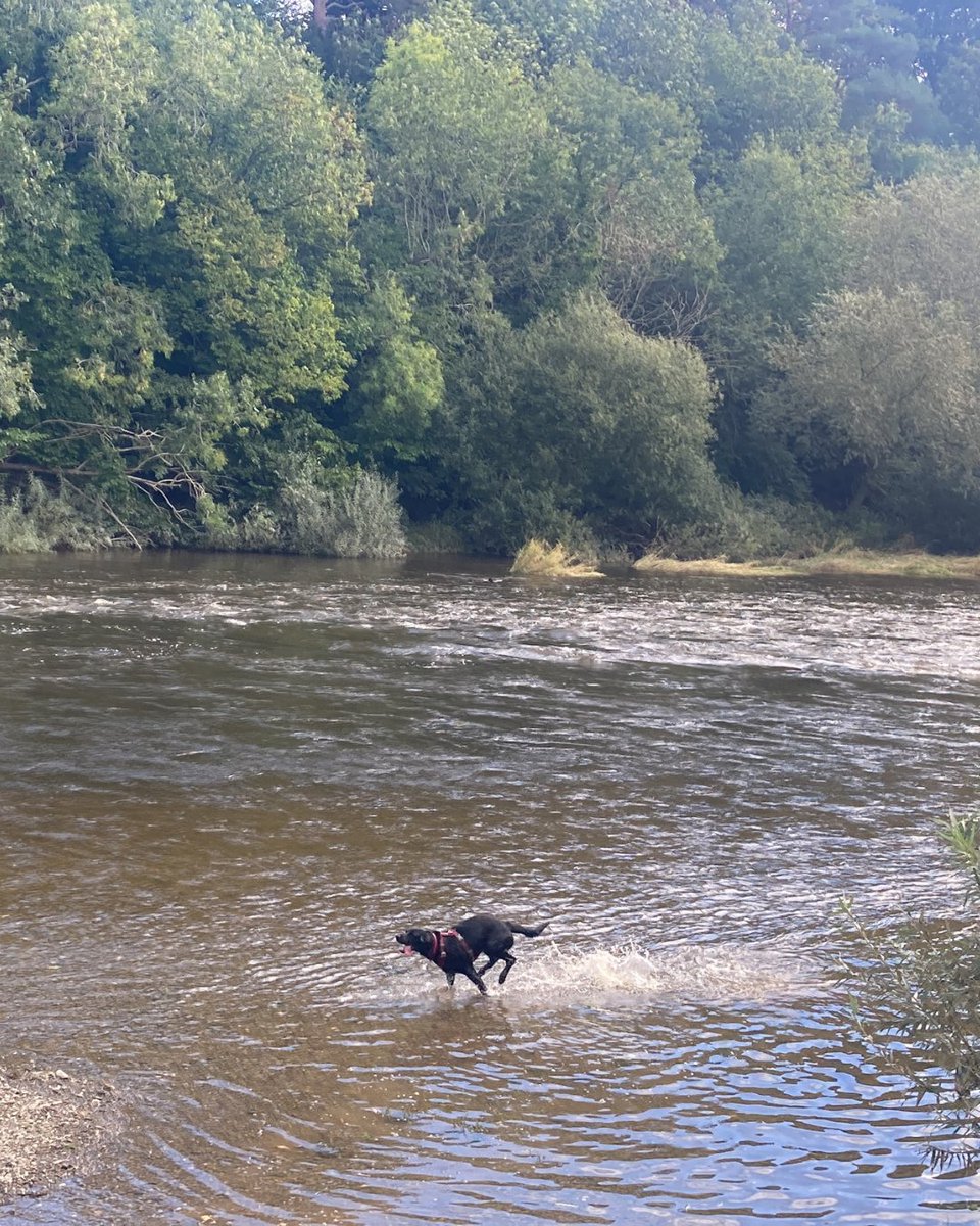 Pablo Escobark loves swimming in the River #Wye! 🐶 #dogs #dogwalking #dogfriendlybreaks