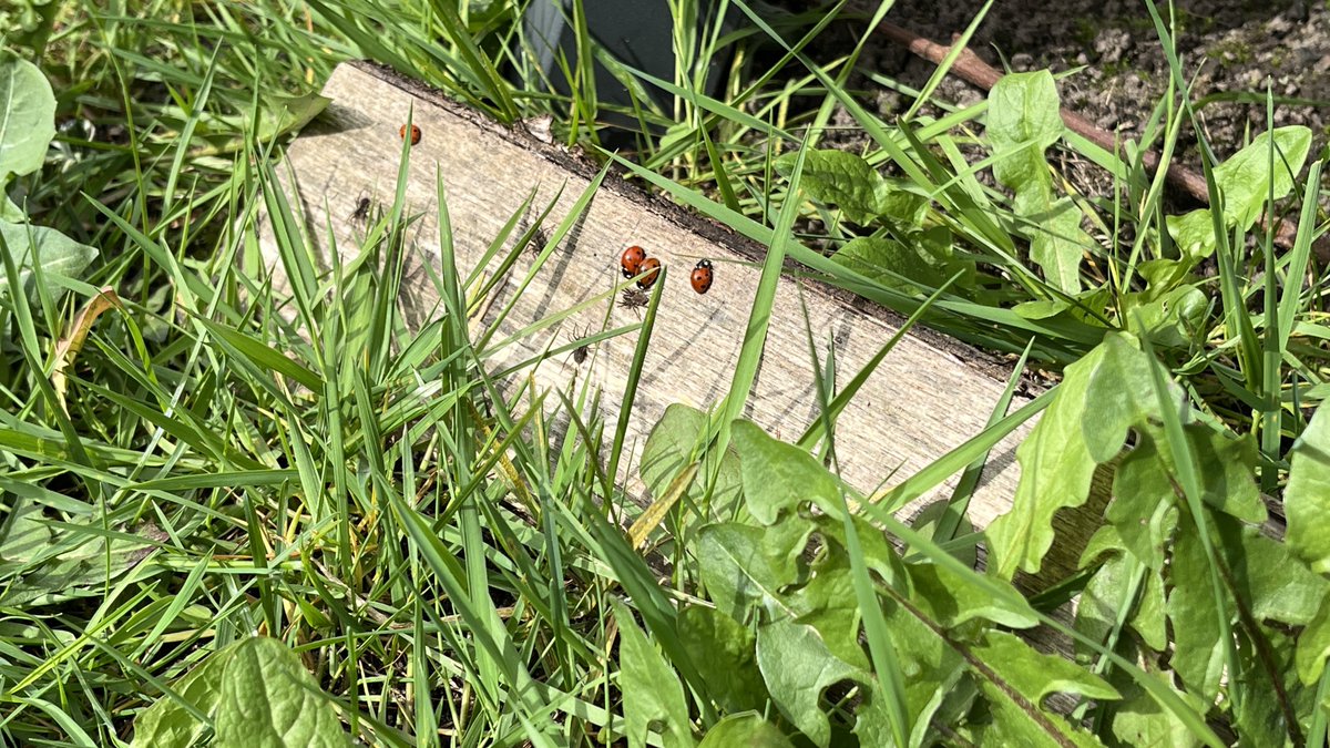 mveldhuis76's tweet photo. Gewoon een stuk hout op het gras. Is blijven liggen. En meteen spinnenπ·οΈ en lieveheersbeestjesπ die er opwarmen. Zo simpelβ¦ gewoon niet zo netjes zijnπ
#biodiversiteit #nietzonetjeszijn #biotoop #groenetuin https://t.co/iWBDffbylp
