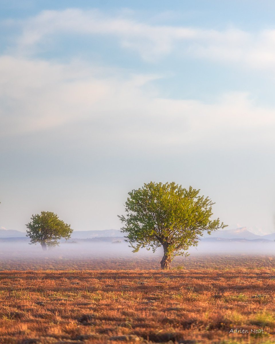 Jeudi matin sur le plateau de Valensole, une brume matinale entre les beaux amandiers

#alpesdehauteprovence #amandier #valensole