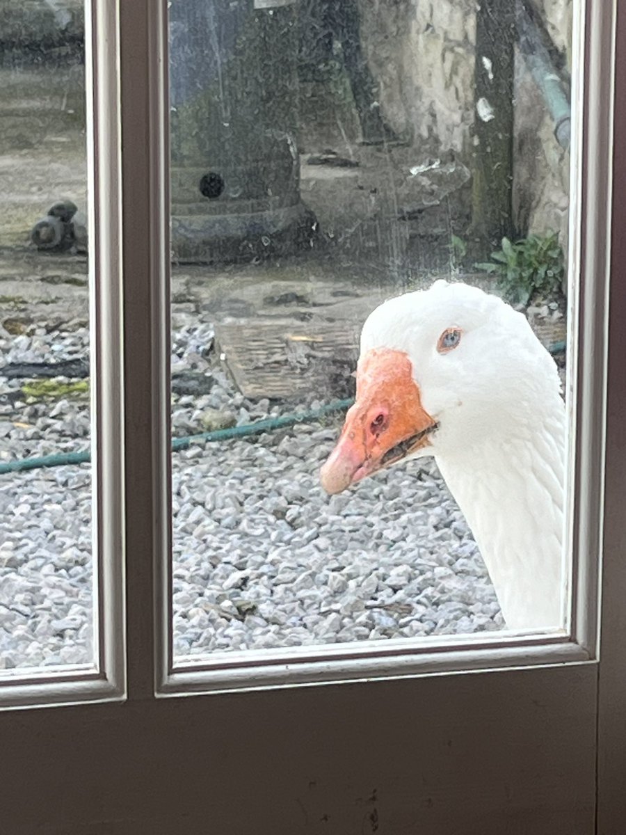 Trying to get some writing done in my office, and I hear a tapping at the door 😂 “Hiya, Mumma! We wants to come in!” Silly goosies!! 🪿🤣🥰 #writing #amwriting #kidlit #authorlife #sillygoose #blessed