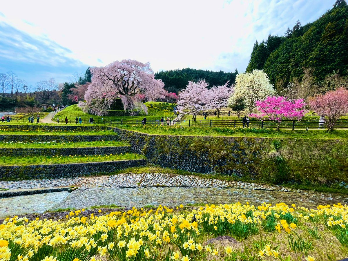 mrY3Dy5O967hnev's tweet photo. こんばんは😀
今日も良いお天気でしたね😀桜の名所の又兵衛桜に行って来ました😀
めっちゃ綺麗でした🤩 https://t.co/NrOBx2xcOB