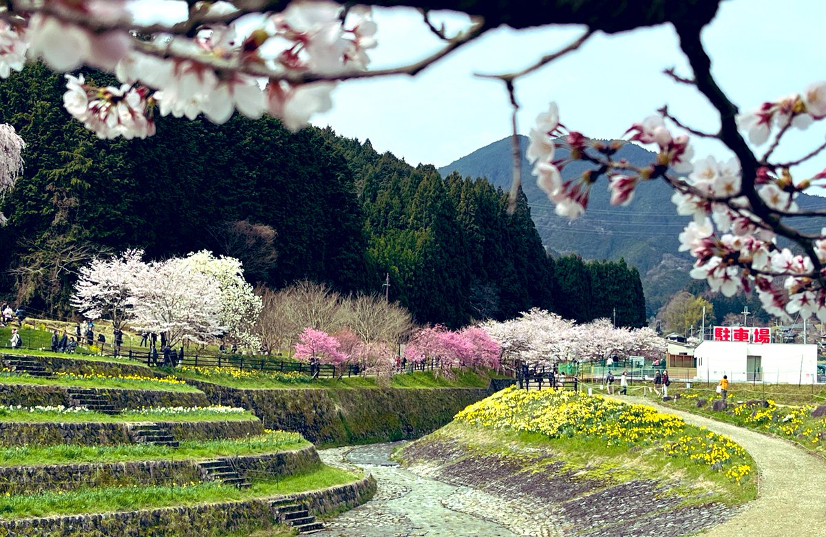 mrY3Dy5O967hnev's tweet photo. こんばんは😀
今日も良いお天気でしたね😀桜の名所の又兵衛桜に行って来ました😀
めっちゃ綺麗でした🤩 https://t.co/NrOBx2xcOB