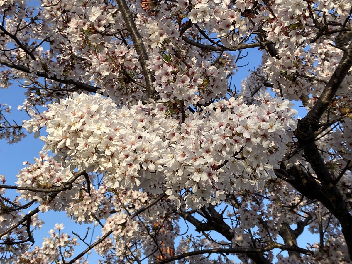 JamieBQuynn13's tweet photo. It was a cherry blossom sort of day.
#Hadang #SouthKorea #Spring #CherryBlossoms #WorldSnap #νλΉ https://t.co/72sBj372h9