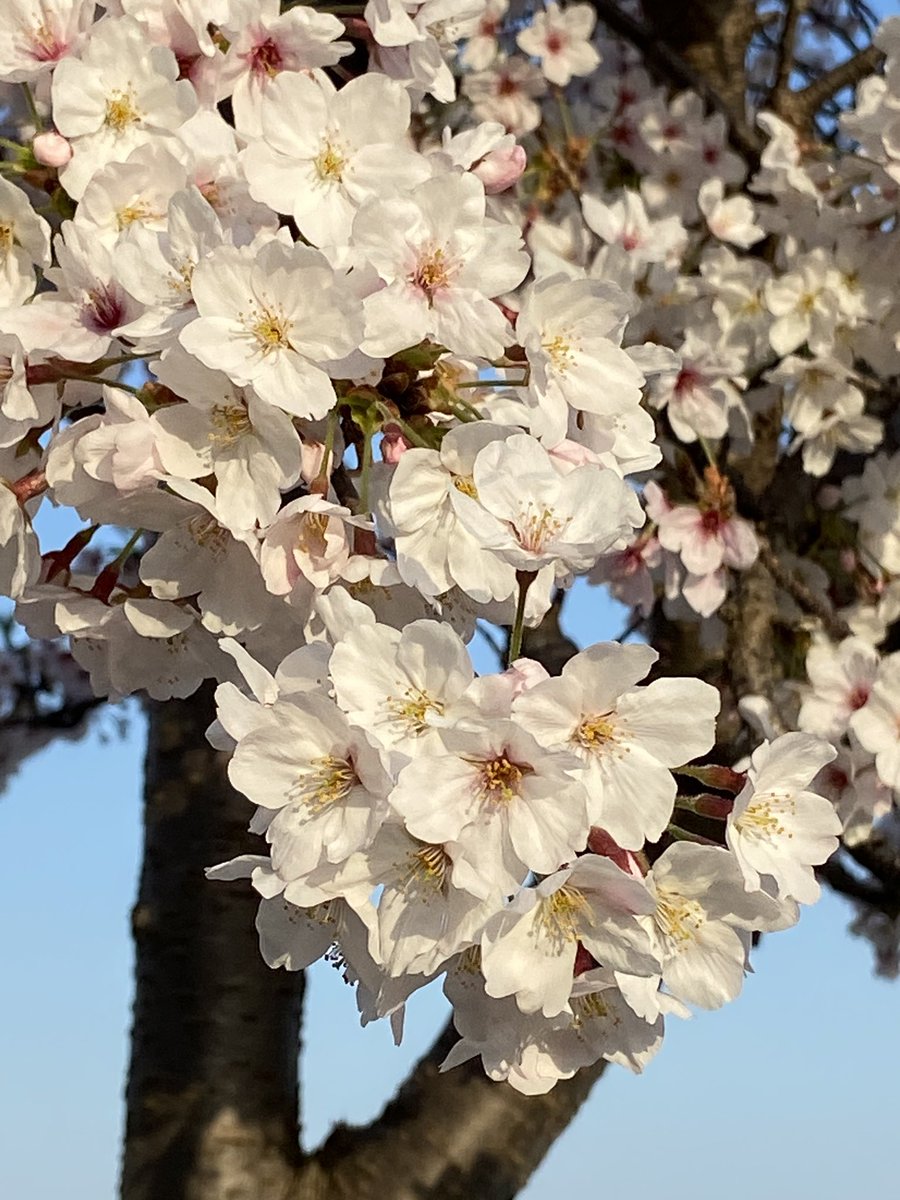 JamieBQuynn13's tweet photo. It was a cherry blossom sort of day.
#Hadang #SouthKorea #Spring #CherryBlossoms #WorldSnap #νλΉ https://t.co/72sBj372h9
