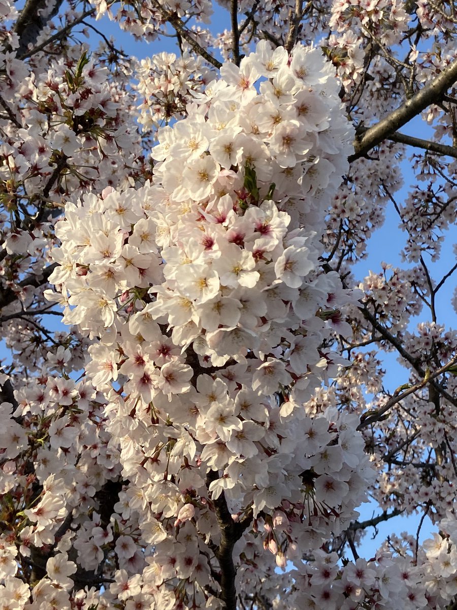 JamieBQuynn13's tweet photo. It was a cherry blossom sort of day.
#Hadang #SouthKorea #Spring #CherryBlossoms #WorldSnap #νλΉ https://t.co/72sBj372h9