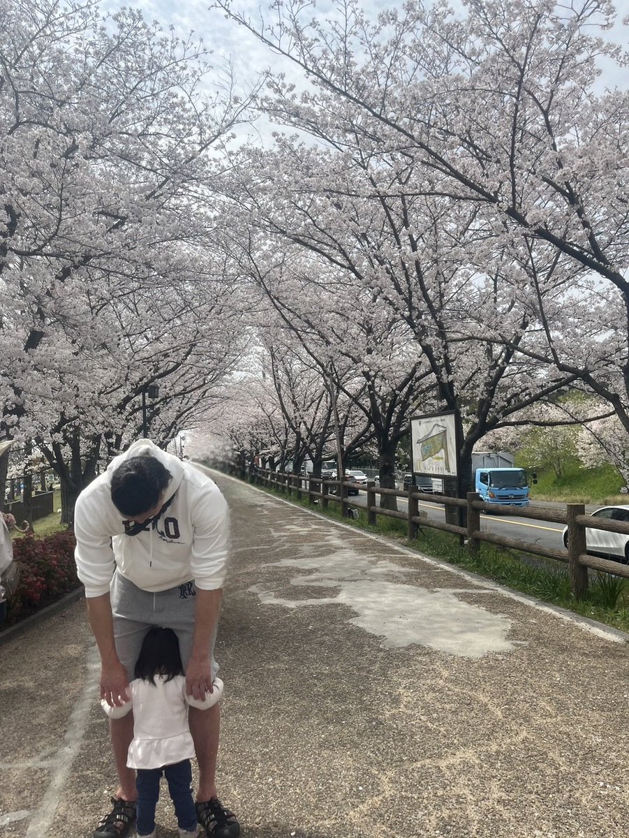 コリちゃんと桜見ながら散歩！！ 桜はホンマに素晴らしい！ 日本って最高やん！！