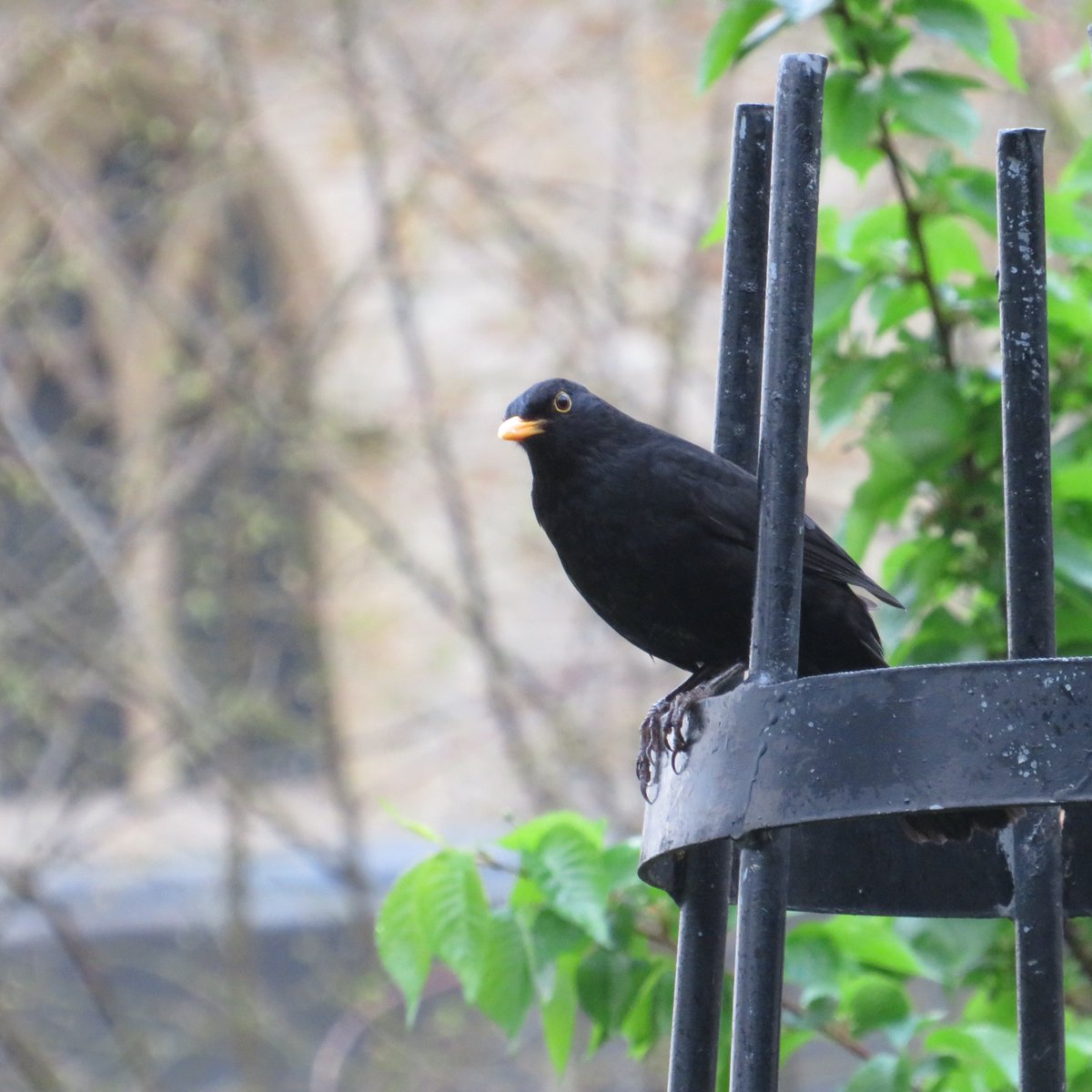 BirdlifeS's tweet photo. Auditioning for the choir @StSavioursSW1 #londonbirds #BirdsSeenIn2024 #blackbirds #LoveParks #ProtectParks #DefendNature https://t.co/uU8WnQV1fa