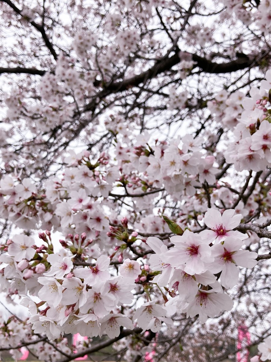 「あんまり咲いてなかったけど桜を見てきたぞ 」|湯付😈👿のイラスト