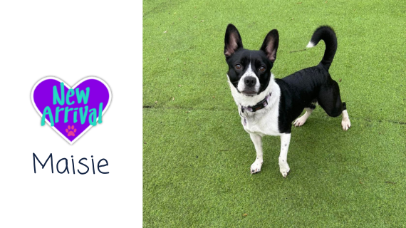 New arrival #MixedBreed Maisie almosthome.dog #NorthWales #RescueDog #dogrescue