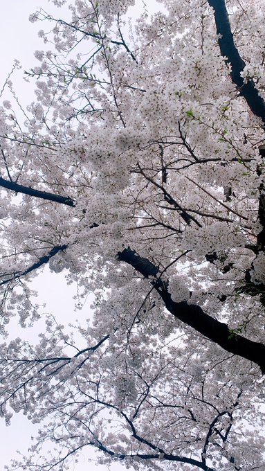 「cherry blossoms dappled sunlight」 illustration images(Latest)