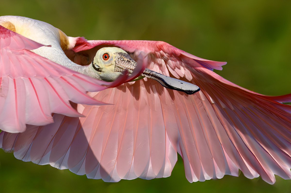 Roseate Spoonbill peek-a-boo through vibrant pink feathers. @NikonUSA Z 9, Happy weekend! 💗 #birdphotography #birdsinflight