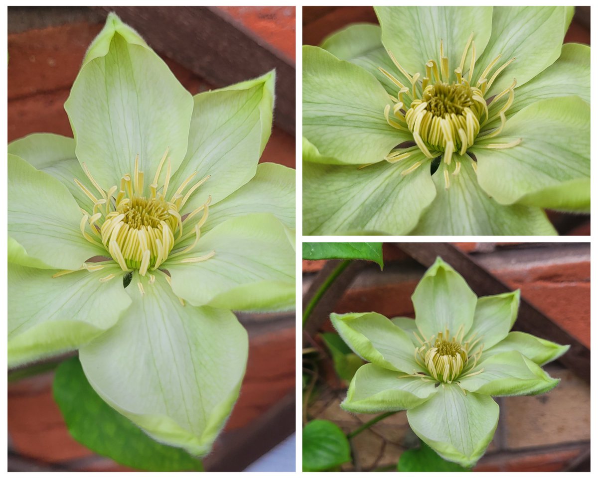 Hey, hey, look what opened today 😍 Clematis 'Guernsey Cream' 🙌 @FopianoJoy @bumblebuddeez