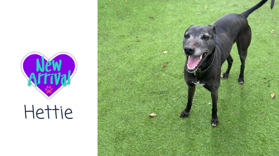New arrival #MixedBreed Hettie almosthome.dog #NorthWales #RescueDog #dogrescue