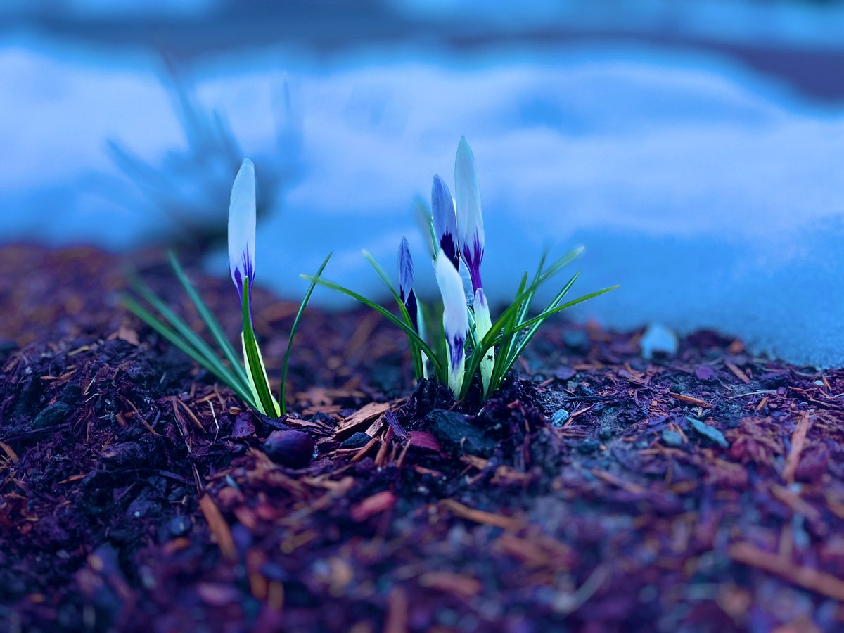 anson_ag's tweet photo. To be a flower blooming in April in #Vt you have to be pretty 💪 strong. Hold on. Sunny days are coming. https://t.co/yL8dyRTcg5 #Eclipse2024 #April2024 #Vtstrong https://t.co/InFA6jUxIr