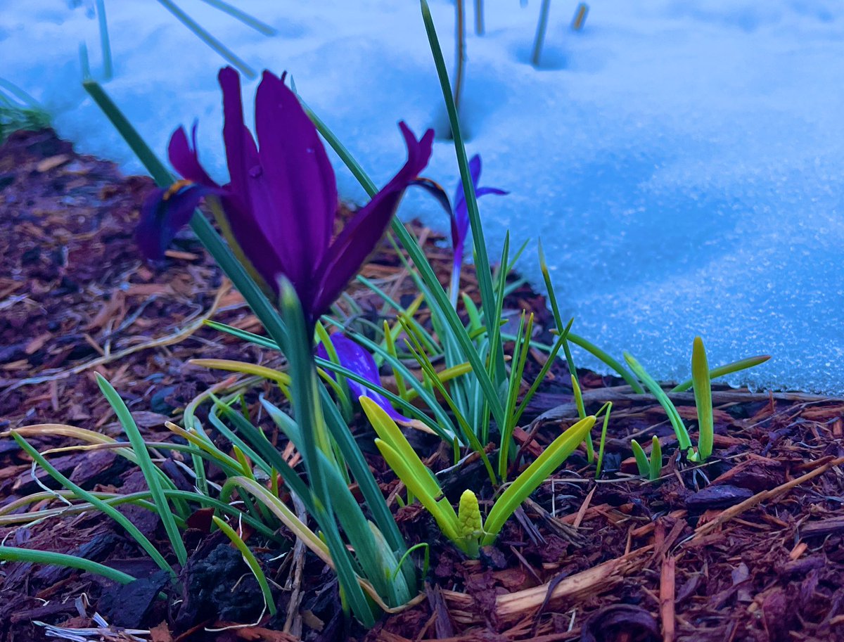 anson_ag's tweet photo. To be a flower blooming in April in #Vt you have to be pretty 💪 strong. Hold on. Sunny days are coming. https://t.co/yL8dyRTcg5 #Eclipse2024 #April2024 #Vtstrong https://t.co/InFA6jUxIr