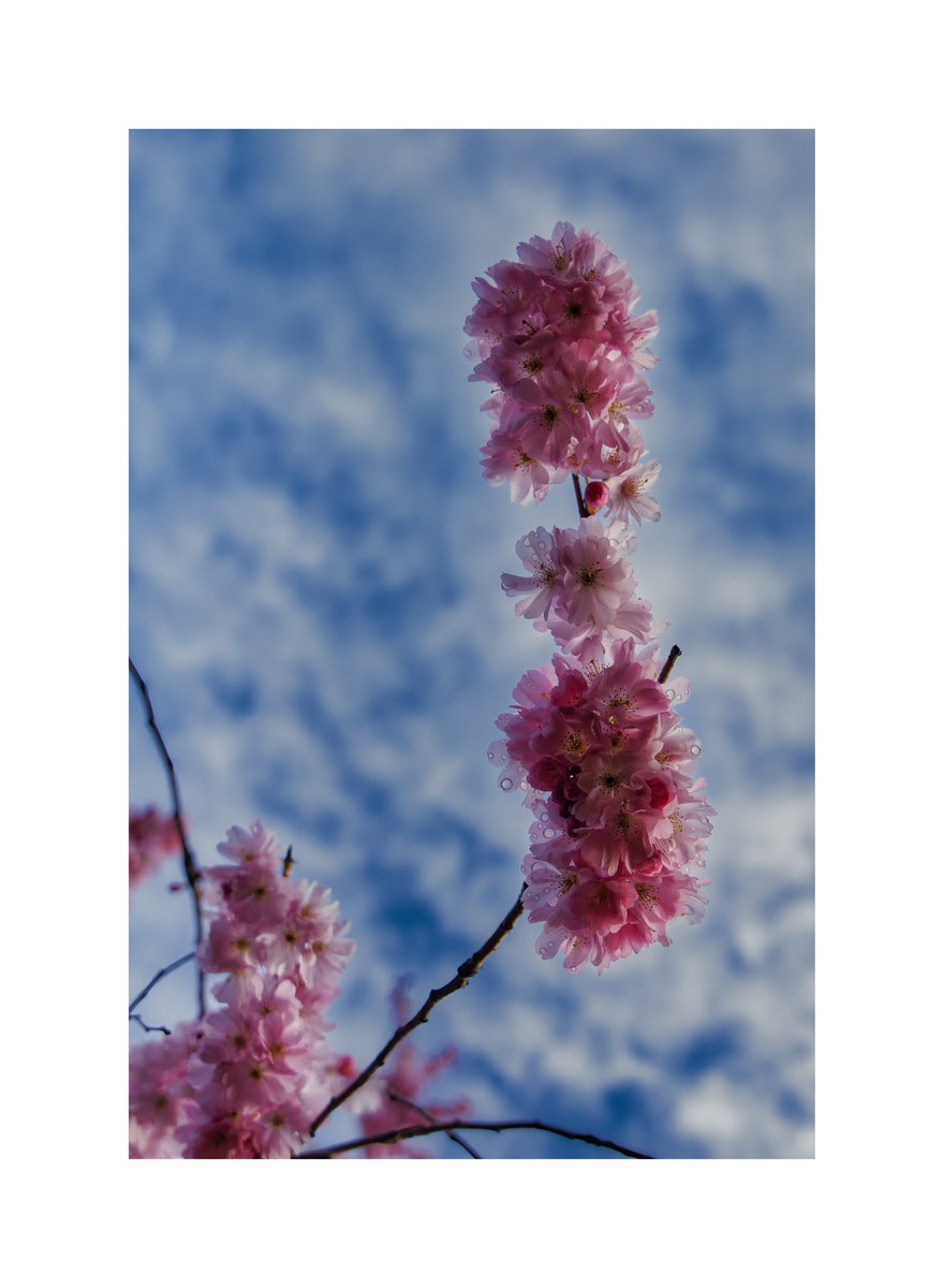 travel_w_lenses's tweet photo. 📍Berlin, Germany
Spring is here and in the beginning of Spring the city of Berlin turns pink with the beautiful cherry blossoms around different places in the city.
#coloursofspringcontest #visitberlin #travelwithlenses #1x #berlinberlin #wirberlin #ig_berlin https://t.co/vz7hmLy6Er