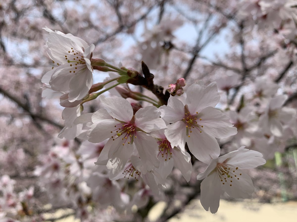 AKIKO tweet media