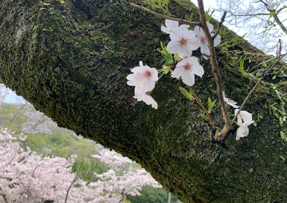 AKIKO tweet media