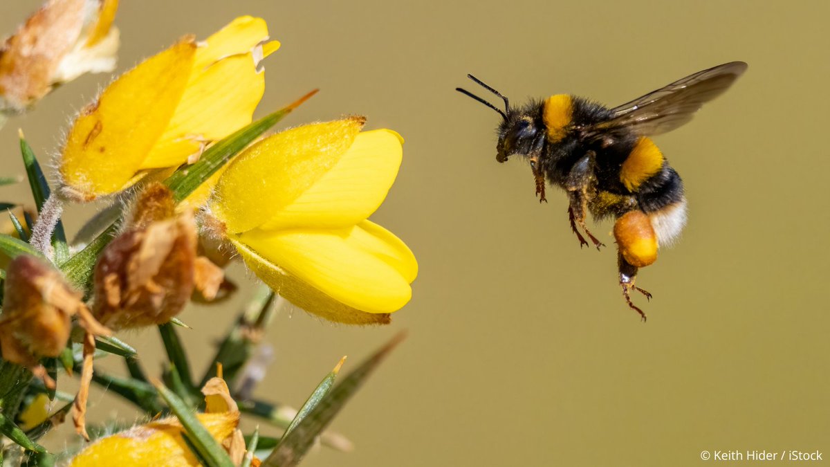 A buff-tailed bumblebee collecting pollen from gorse flowers. 🐝 Have you spotted any bumblebees recently? Queen bees come out of hibernation about now and are busy searching for nectar and pollen. 💛