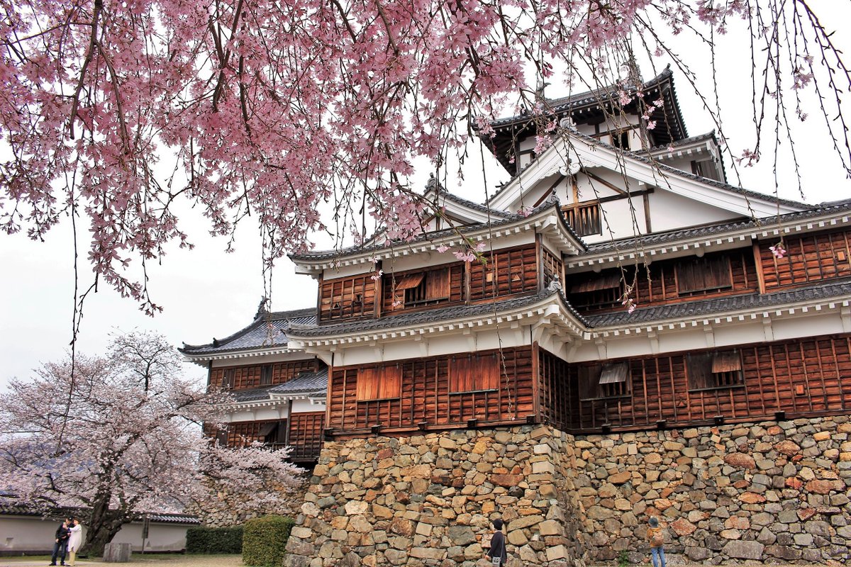 春を迎える福知山城。
4月5日 

#京都よきかな