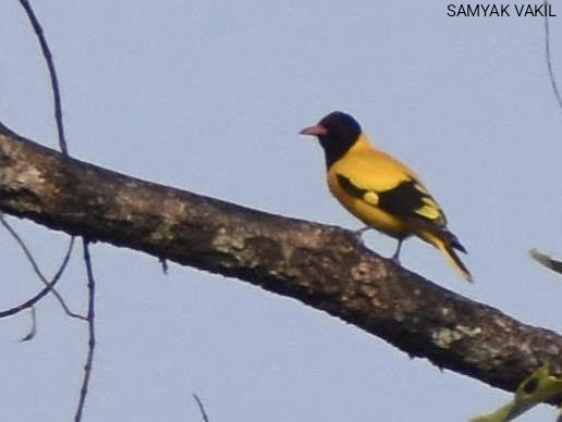 Black-hooded Oriole (Oriolus xanthornus) #IndiAves #birdwatching #Manas