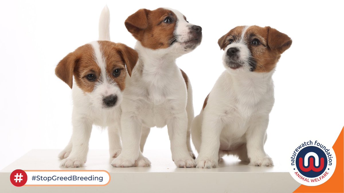1/3 How many of us know someone who's been duped by an illegal or low-welfare breeder? Dogs, cats & rabbits are at risk all over the UK.

We want to #StopGreedBreeding & our investigations play a huge part in that.

We've just sent reports to:
🐶 @LBofHounslow
🐱 @ManCityCouncil