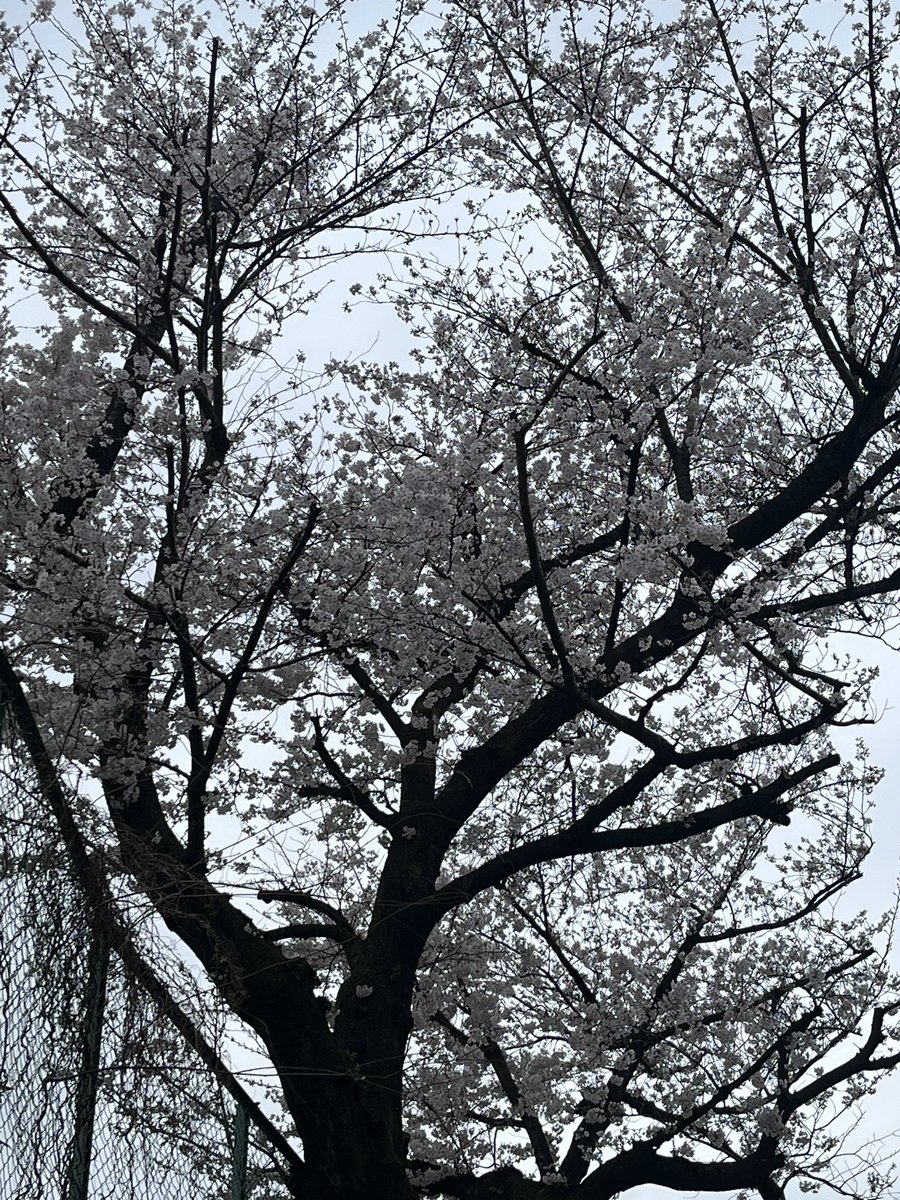 板橋区は今年も桜が綺麗です。

#桜いたばしタイムズ 
#板橋区