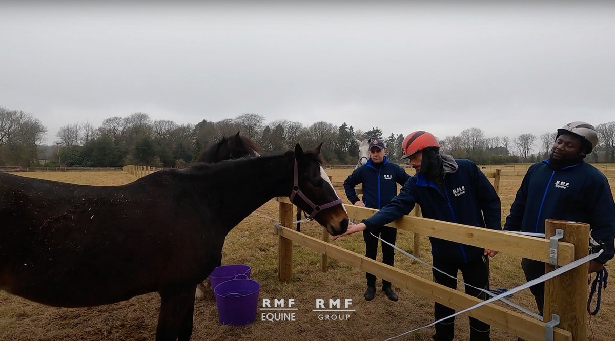 Working with horses can be very rewarding when you know that you and your team are providing the best possible care a horse can get. If you are interested in FREE training provided by RMF, call 0121 440 7970 for more details and enrolment. #HorseLife #WestMidlands