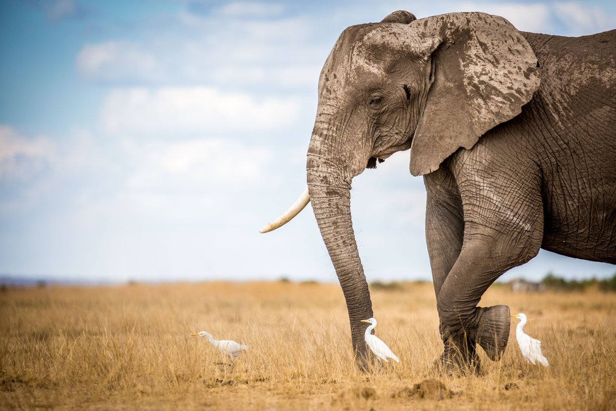 Did you know that elephants, like humans, can inherit similar genetic mutations across generations? While most elephants sport two tusks, some are born tuskless or with just one tusk. #conservation #elephants #savannah #factsaboutelephants