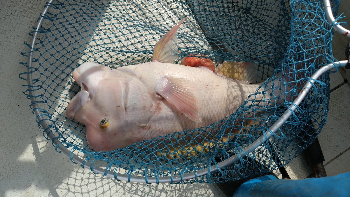 今日の鳴門の釣果