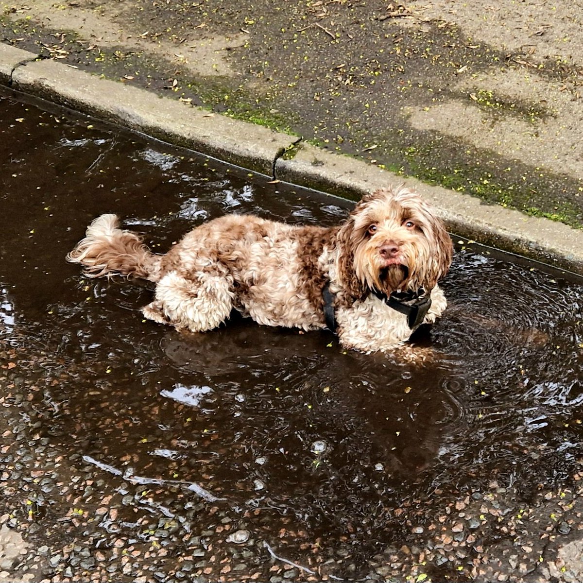 Guess who just found a puddle...! #ISAIDIT 🤪
#BOSLEYJOHNBOSLEY #TIMMYALEXISCARRINGTONWARD #LEXANDBOZONTHEHILL