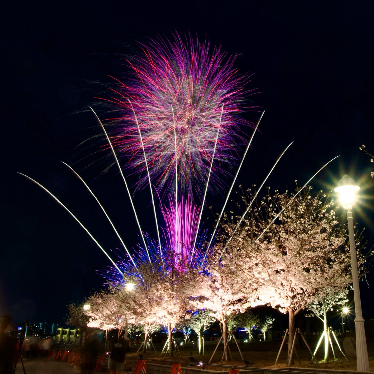 花見と花火を同時にやるの巻🎆🌸 色もうまいこと合わせてきたなぁ🤣 #神戸 #花火 #photo #桜2024