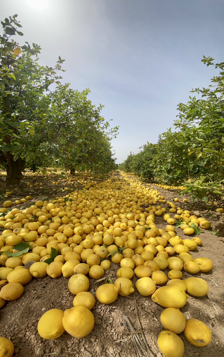 6 de abril de 2024 🍋 Esta es la realidad del Campo de Cartagena, Murcia. Y ahora, ¿dónde está la huerta de Europa? Arrancada de un tirón al suelo. #AgrícolaGalindo #Naturalmente #limón #cítricos #Agro #Agricultura #Futuro #CampoDeCartagena #Murcia #Europa