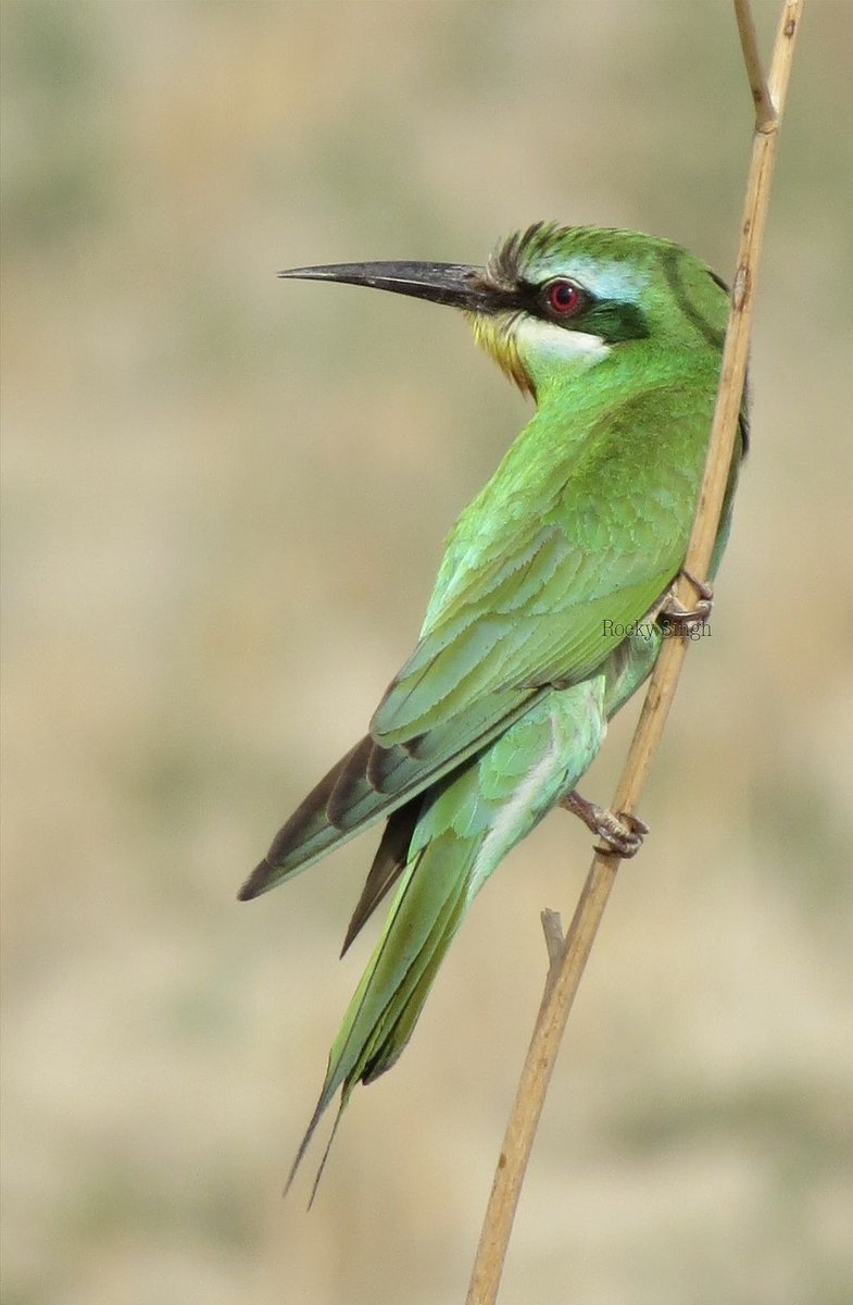 They come to Delhi in numbers in winter, prefer quiet fields and open scrublands. This is a confidant bird, focussed on its job (catching bees and insects) - they don’t have time to run from you, they have to fatten up so the Blue Cheeked Bee-Eater will allow you close @indiaves