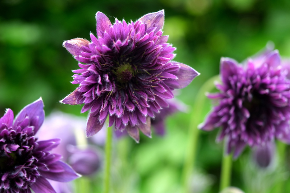 With magical rich colouring, Pulsatilla ‘Fairy Dreams’ is a valuable spring addition to sunny borders and containers 💜 This new pasque flower is the first to promise fully double, dark purple flowers and was discovered by Dutch grower Philip van Hilst. rhs.org.uk/plants/article…