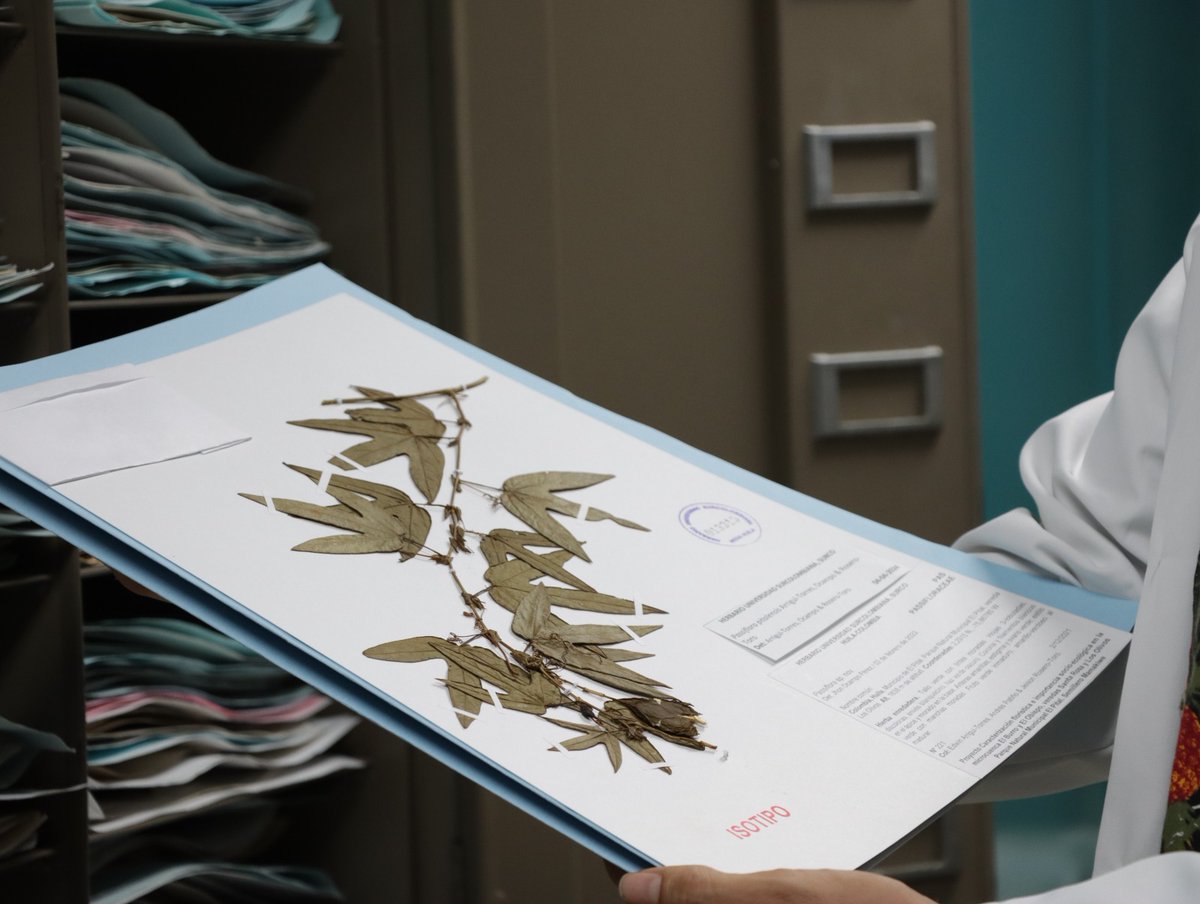 huila_red's tweet photo. Descubren en el Huila una nueva especie de flora silvestre

La planta ha sido nombrada como Passiflora pitalensis, en reconocimiento al municipio de El Pital (Huila), donde fue observada y colectada por primera vez.

Clic aquí, para mayor información: https://t.co/haDR4UKzdT https://t.co/nxW7JEfbka