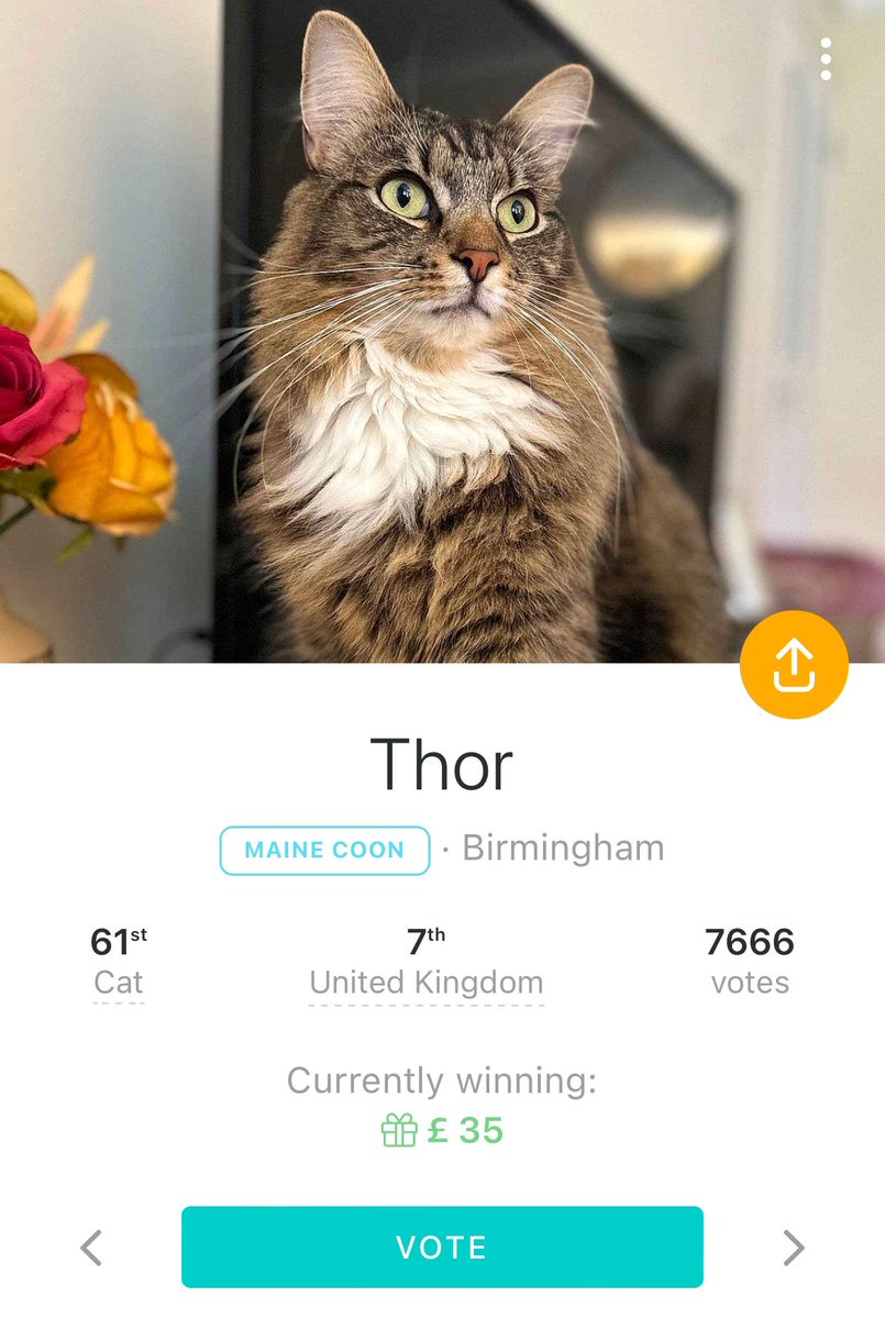 I'm now ranked 7th in the UK and 61st globally in the pet contest! Just 2 days left to vote. Can I reach the top spot?! Vote here: kingpet.co.uk/71197403901887… 🏆 #Caturday