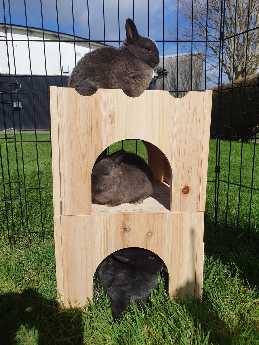 Bunny Bunk Beds 🧡 The Shelter is open today from 12-4pm. No appointment needed. Pet Adoption dspca.ie/small-animals/ #dspca #rescuerabbits #pets