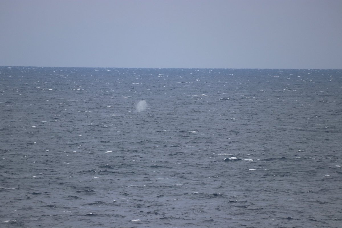 SSR_photon's tweet photo. 名古の展望台
足湯きらめき
12月から4月上旬は日本近海に鯨が周遊する。
沖縄や小笠原が有名だけど勿論、八丈島にも現れる。
ホテルの超望遠双眼から���しっかり姿が見えたけど写真は撮れず...結局足湯に浸かりながら潮だけ撮れた（笑）

 #ファインダー越しの私の世界 
 #カメラ好きな人と繋がりたい https://t.co/dkwuNpTQtj