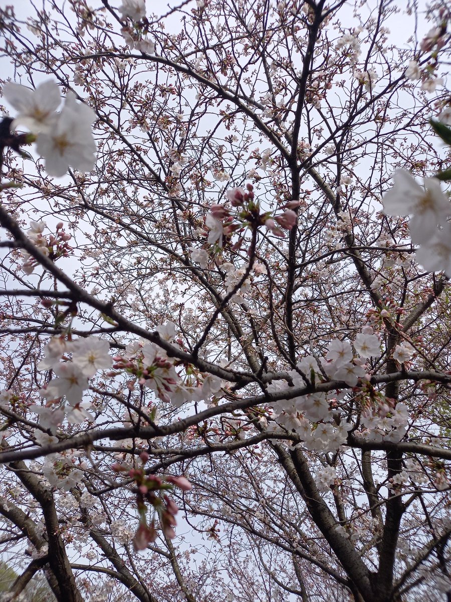 #愛車が好きだ選手権 #桜 今日も時間が空いたのでRX7で桜を見に行ってきました。 もう少しで満開ッス！