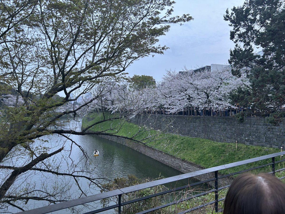 hide19640518's tweet photo. 千鳥ヶ淵の桜🌸を観に行った。流石に人が多かった😁 https://t.co/XX9C4QJoSA