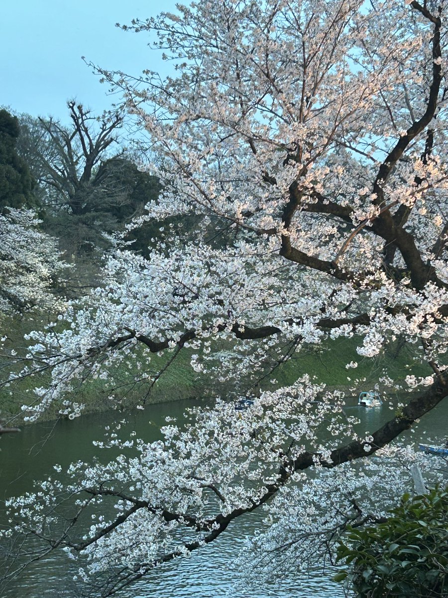 hide19640518's tweet photo. 千鳥ヶ淵の桜🌸を観に行った。流石に人が多かった😁 https://t.co/XX9C4QJoSA