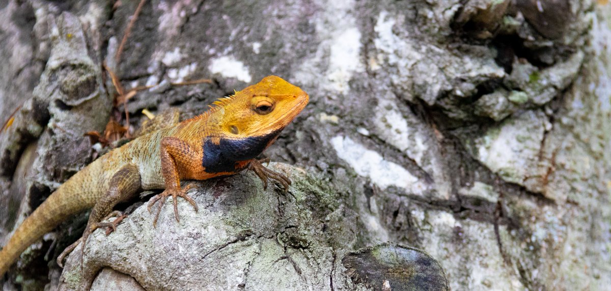 世級リト Security Vtuber tweet media