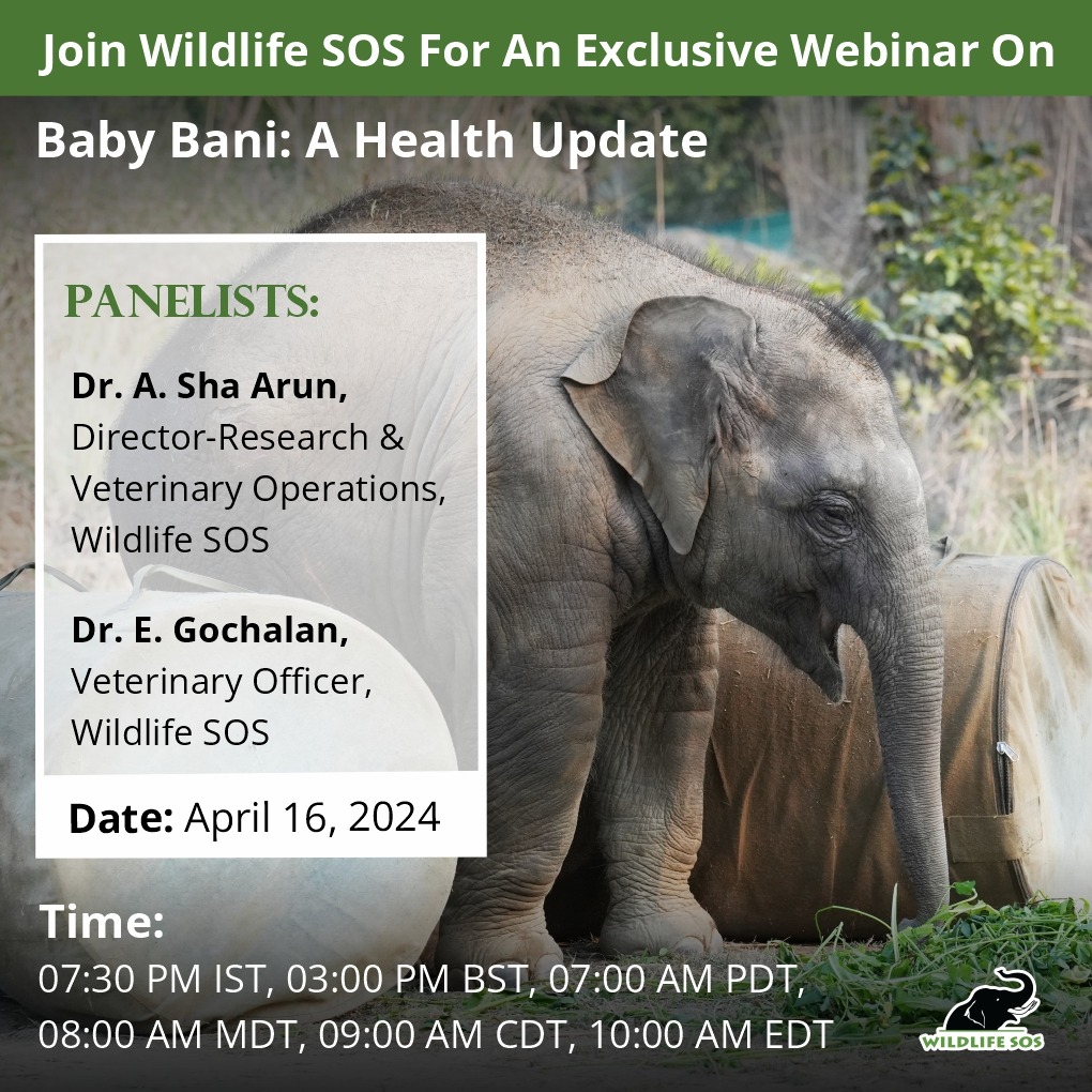 Don’t forget to join us on ‘Save The Elephants Day’ - Tuesday, 16th April. In this webinar, come engage with our team and learn insights about her incredible journey. Register here to have your questions about Bani answered: us06web.zoom.us/webinar/regist…