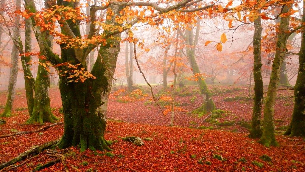 El Señor de los Bosques ESDLB tweet media