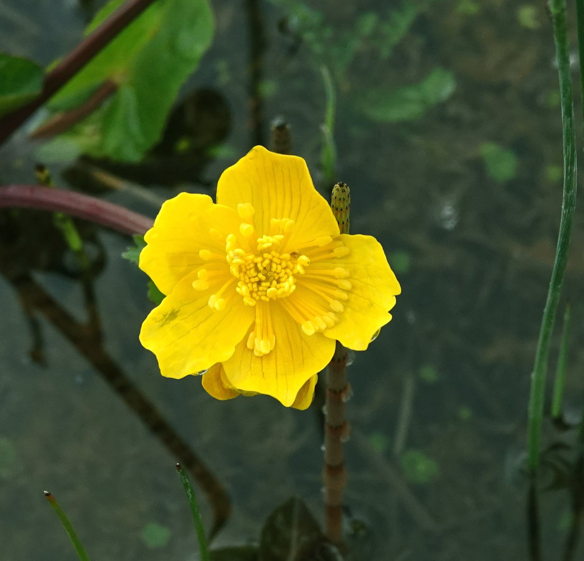 I always look forward to the first Ladies Smock and Marsh Marigolds as signs that spring really is here at kenfig Pool. Its been difficult with lots of paths impassable due to lying water, but saw both today. Also Early Purple Orchid in flower.