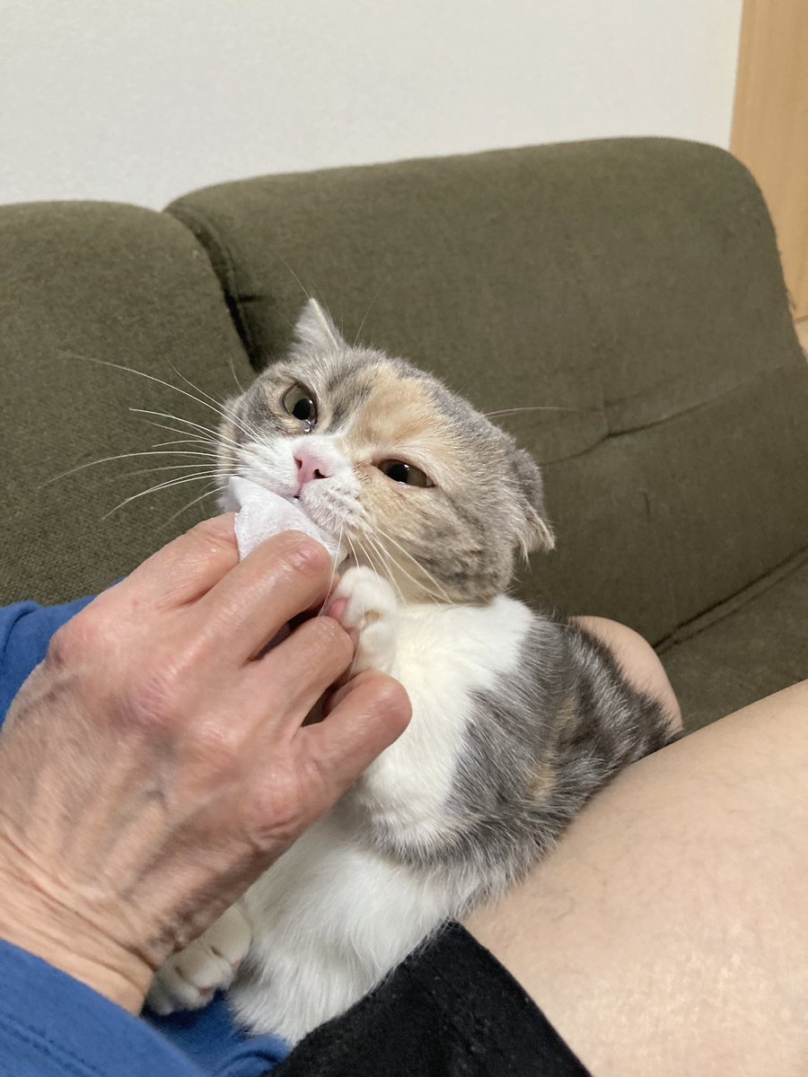 sui_1115's tweet photo. すいちゃん､歯みがきイヤイヤ😖🦷🪥

#猫 #ねこ #マンチカン #歯みがき https://t.co/49wBRQfaDg