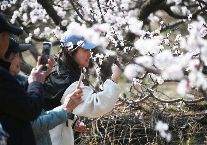 Persone fotografano fiori di albicocco nel villaggio di Beizhai del distretto di Pinggu a Pechino, capitale della Cina, il 5 aprile 2024.
#ApricotBlossoms 🌸 #PingguDistrict 🏞️ #SpringTime 🌼 #ScenicBeauty 📸 #Beijing 🇨🇳 #NaturePhotography 🌳 #FlowerSeason 🌺
